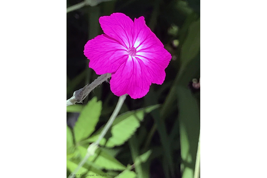 Bright Flower